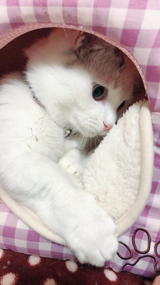 なんじゃあ〜って顔