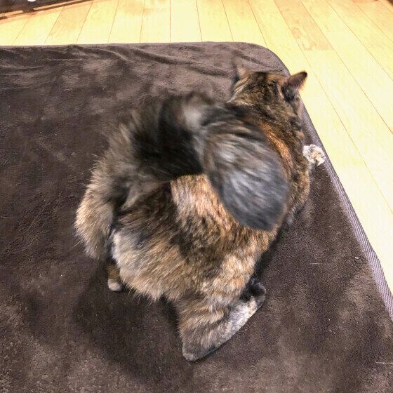 MIXサビのポンちゃん