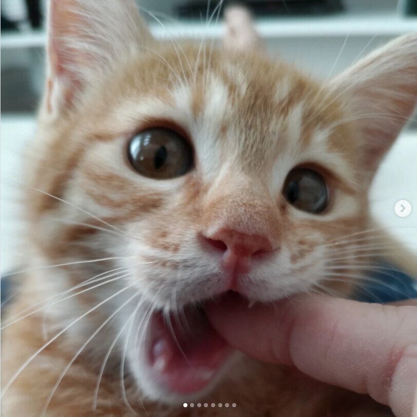 飼い主と遊ぶ生後3カ月の猫