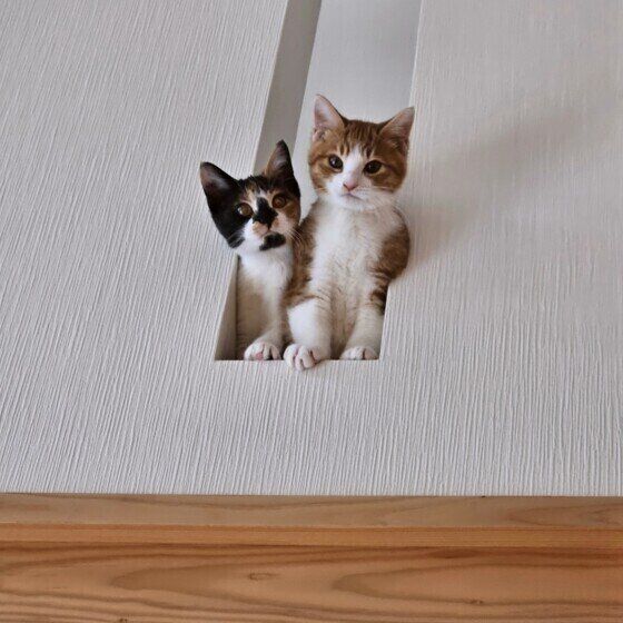 MIX茶トラのそらくんと同居猫ちゃん