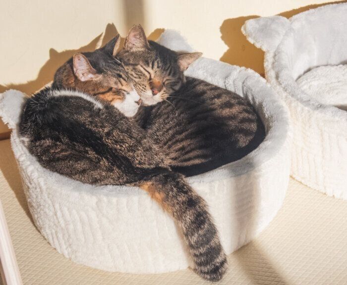 眠るみやおくんとエイトちゃん