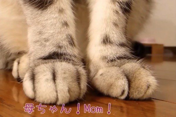 置いていかれて見張る猫
