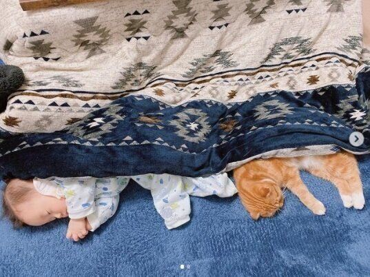 赤ちゃんと菊丸くん