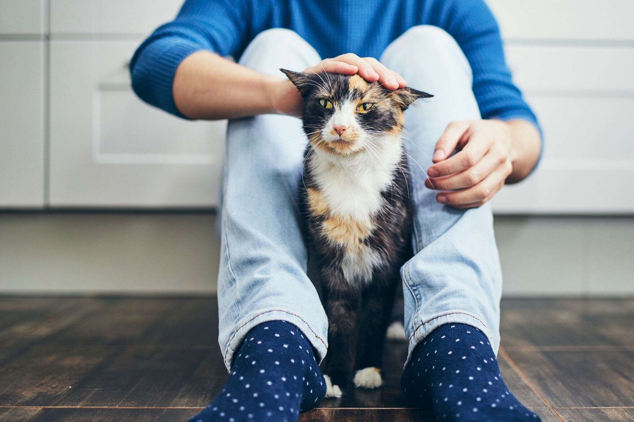 なでてもらう猫