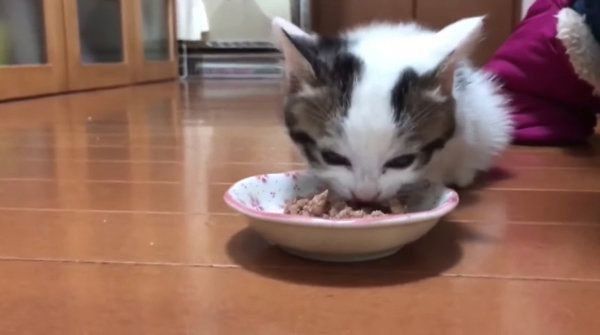 「ごはんくれ」と言ってそうな子猫