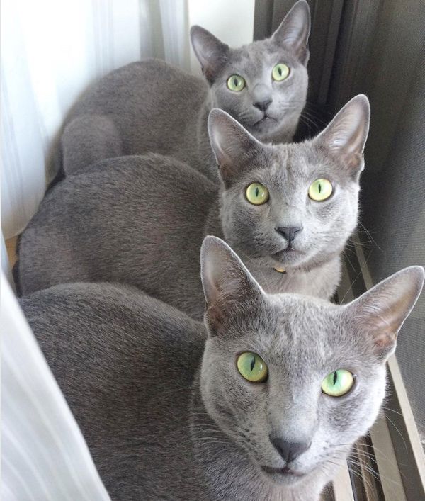 目力がシンクロする猫