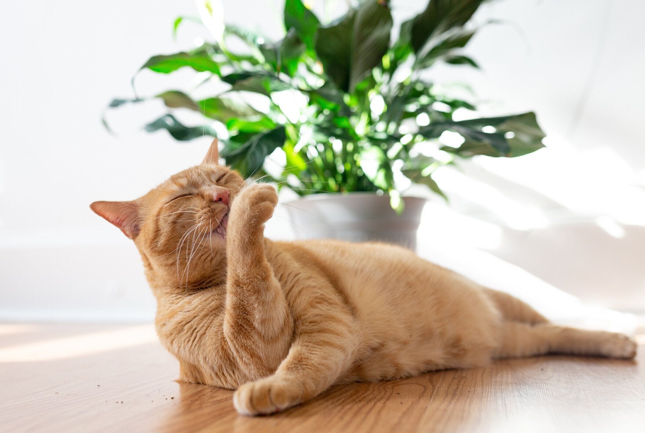 前足をなめる猫