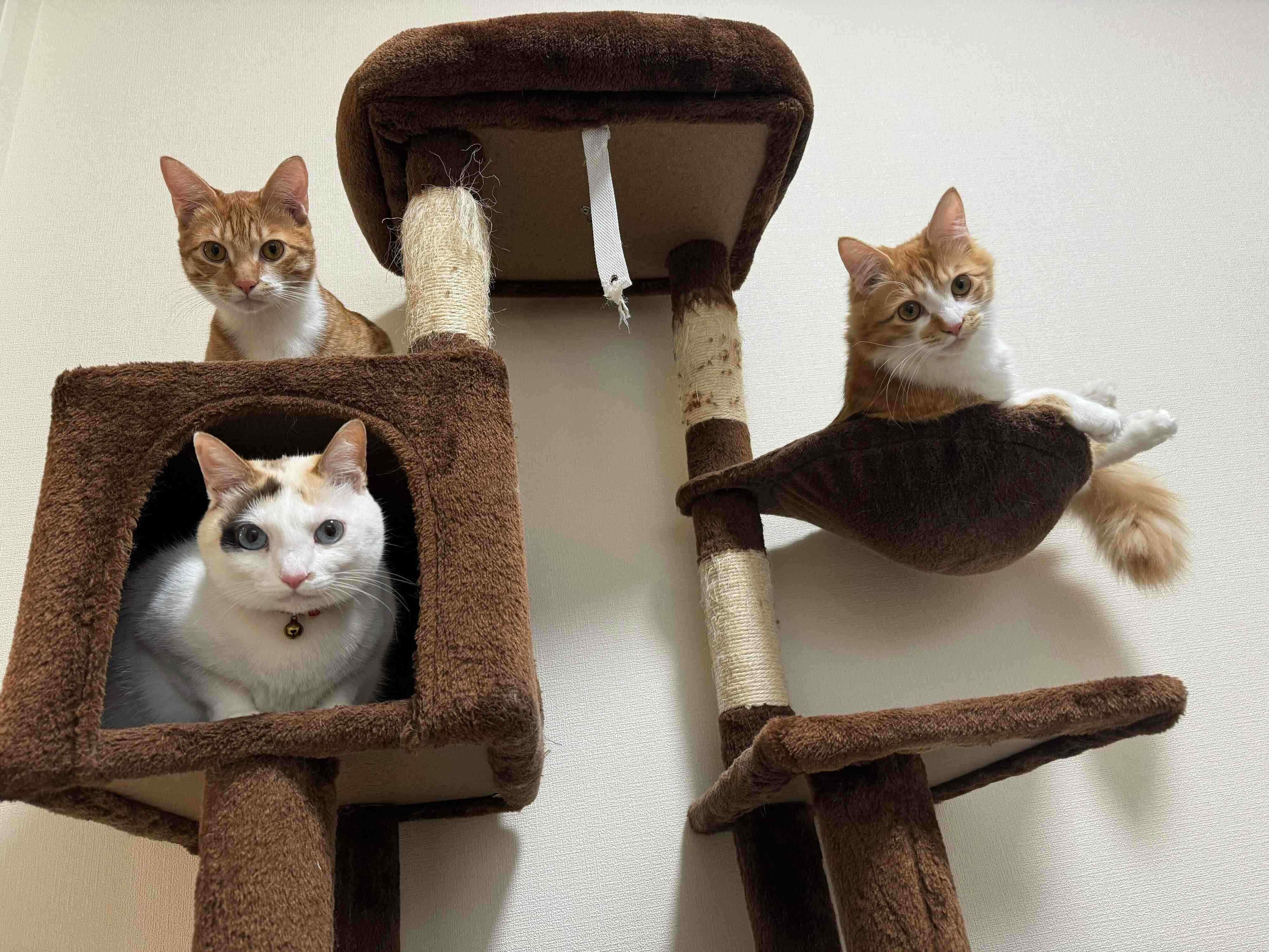 カメラ目線の愛猫たち　一番下にいるのがカノンちゃん