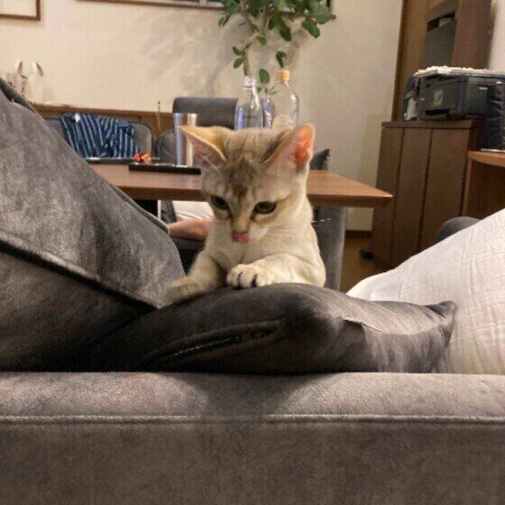 口元を舐める猫（シンガプーラ、メス）