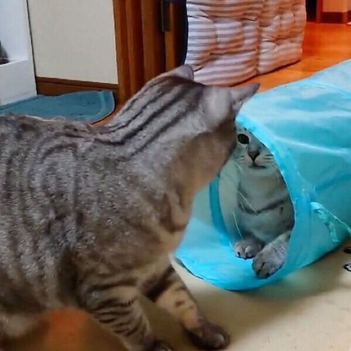 兄弟猫の高度すぎる 読み合い トンネルをめぐる頭脳戦の結末に注目が集まる ねこのきもちweb Magazine 兄弟猫の高度すぎる 読み合い トンネルをめぐる頭脳戦の結末に注目が集まる ねこのきもちweb Magazine