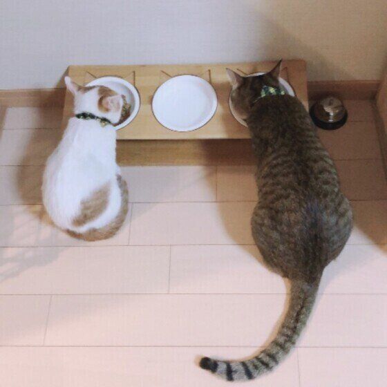 キャットフードを食べるキジトラの三太くんと同居猫