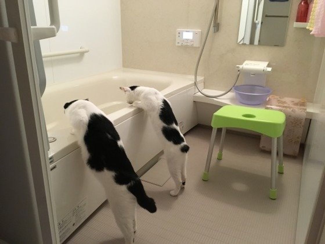 飼い主さんのお風呂についてくる猫の心理 かわいい理由と 心配な理由が ねこのきもちweb Magazine 飼い主さんのお風呂についてくる猫の心理 かわいい理由と 心配な理由が ねこのきもちweb Magazine