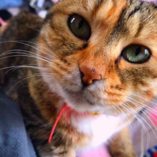 じっと見つめる猫