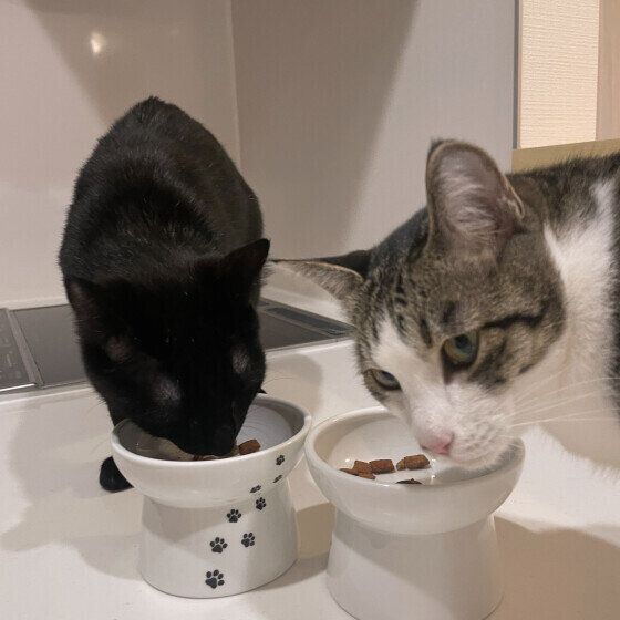 仲良くごはんサバトラのきなこちゃん