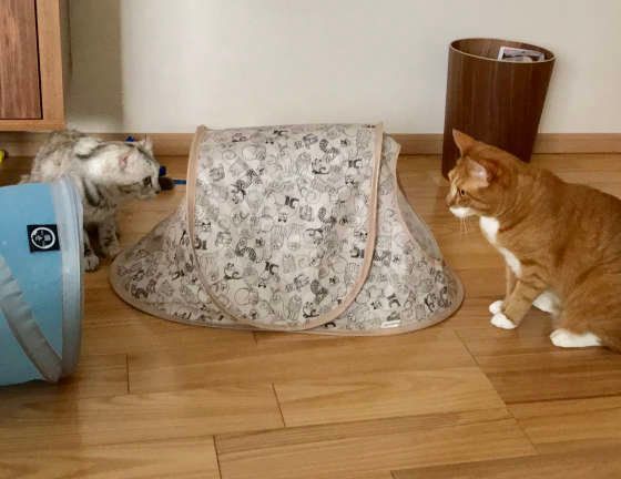 テント越しに見つめ合うMIXと茶トラ