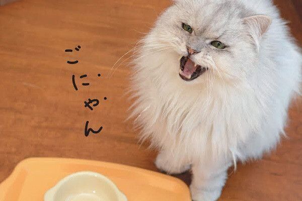 鳴く猫