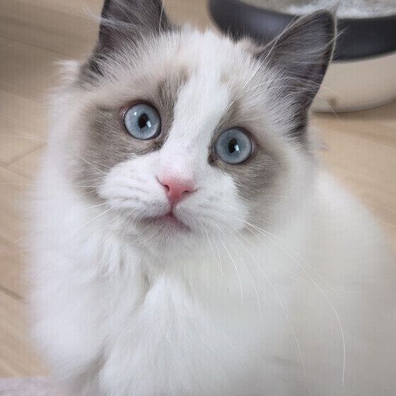 ラグドールのラテちゃん♪