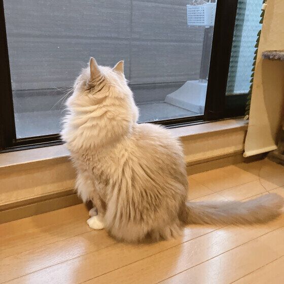 ラグドール　窓辺の一枚
