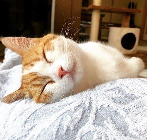 ブランケットをかけたお腹の上で眠る猫のアップ