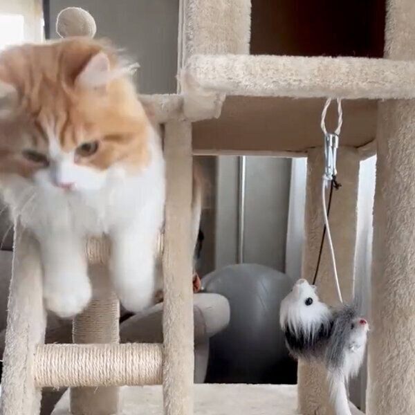 難しいほうを選ぶノワくん