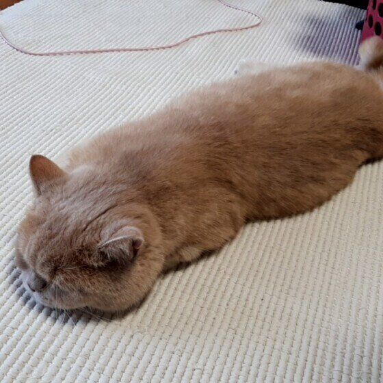 ツチノコポーズをするエキゾチックショートヘア