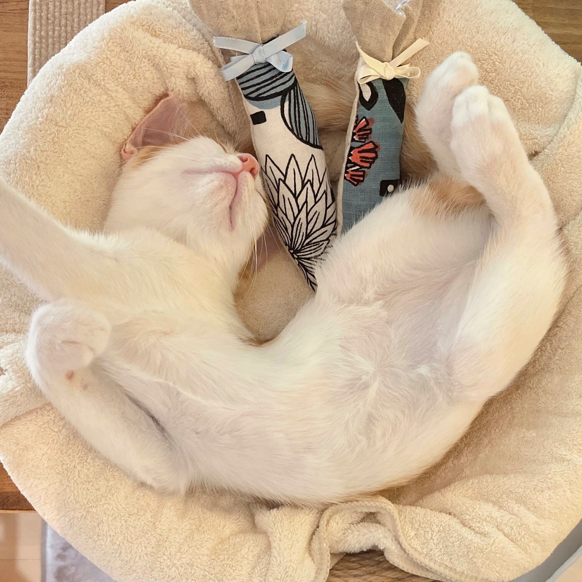 へそ天する子猫時代のおさかなくん