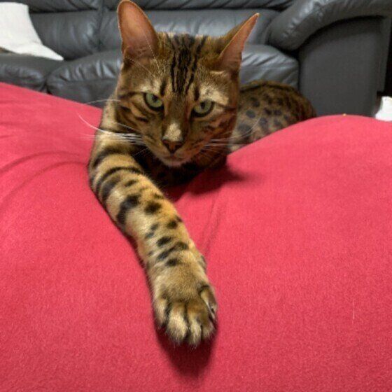 見つめるベンガル