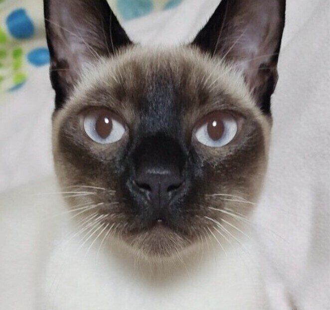 生後6カ月の子猫