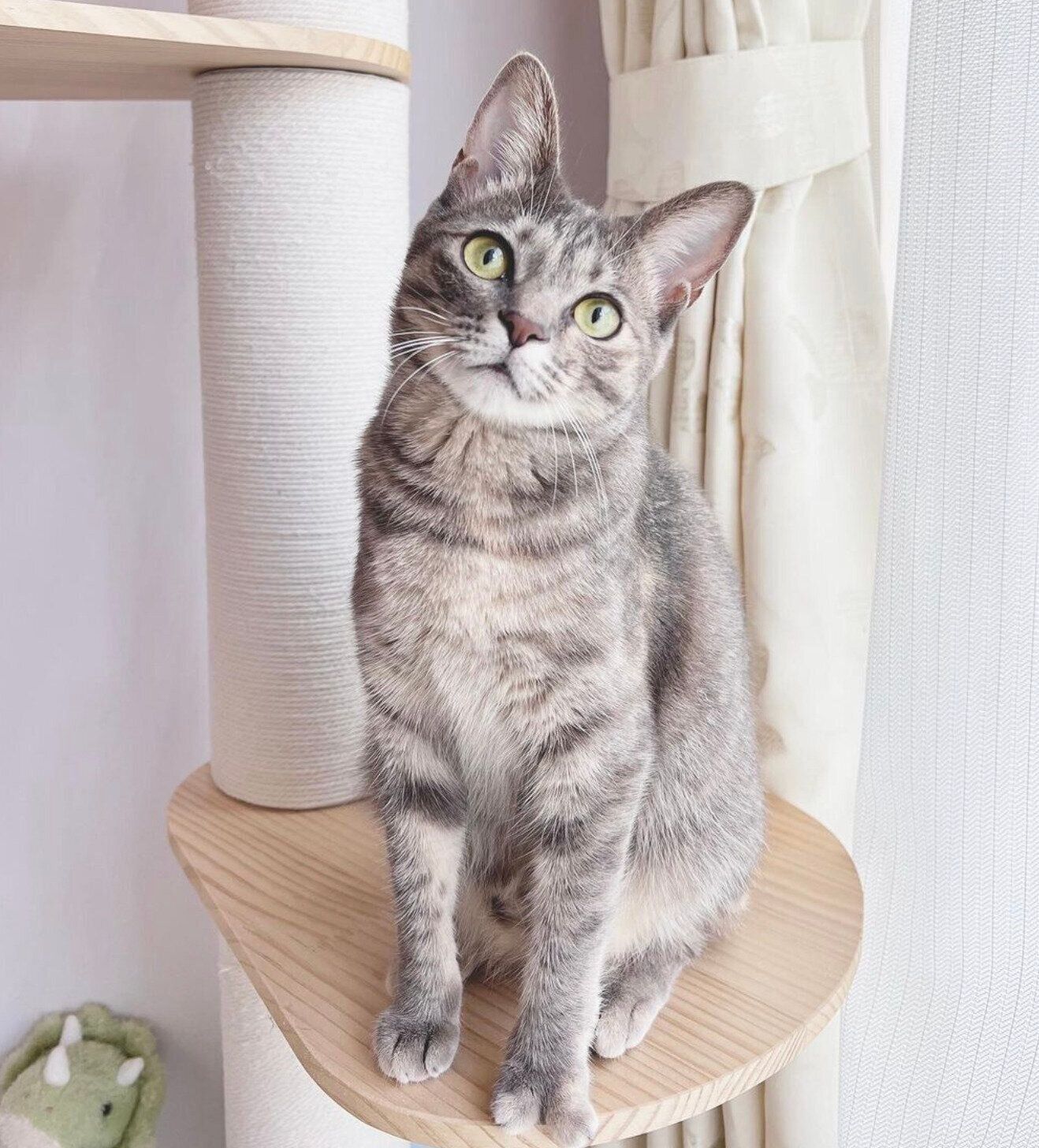 成長したコユビちゃん