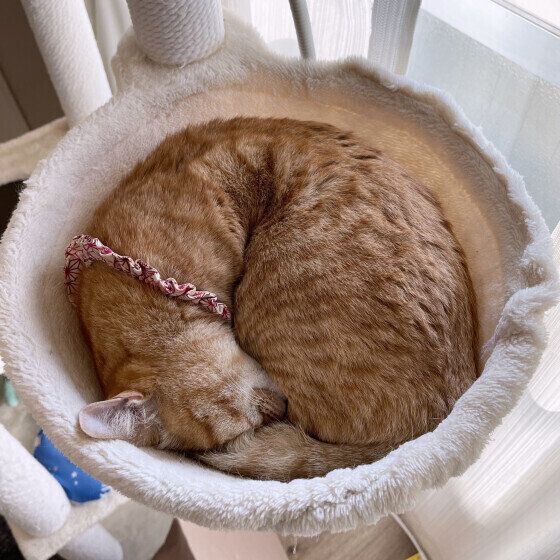 MIX 茶トラ もなかちゃん