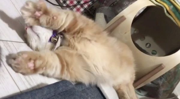 兄猫のしっぽが気になる妹猫