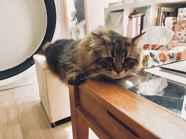 机の上に乗りたいヤマネコくん