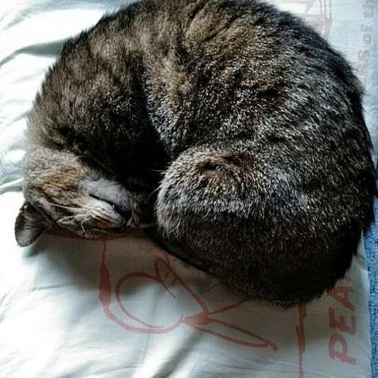 アンモニャイトポーズをするキジトラのまっちゅんくん