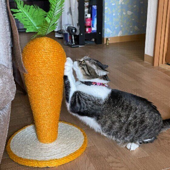 サバトラ猫のミクちゃん