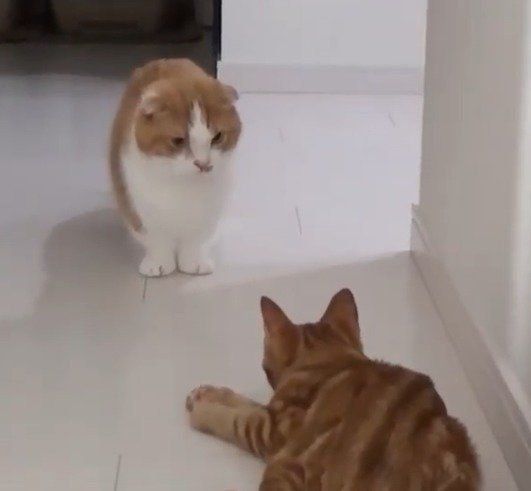 ちゃちゃ丸くんに挨拶するレイくん