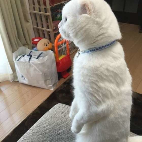 横向きのしろまるの上半身