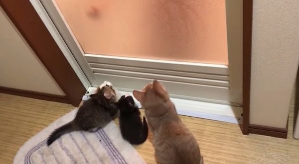 興味津々の猫たち