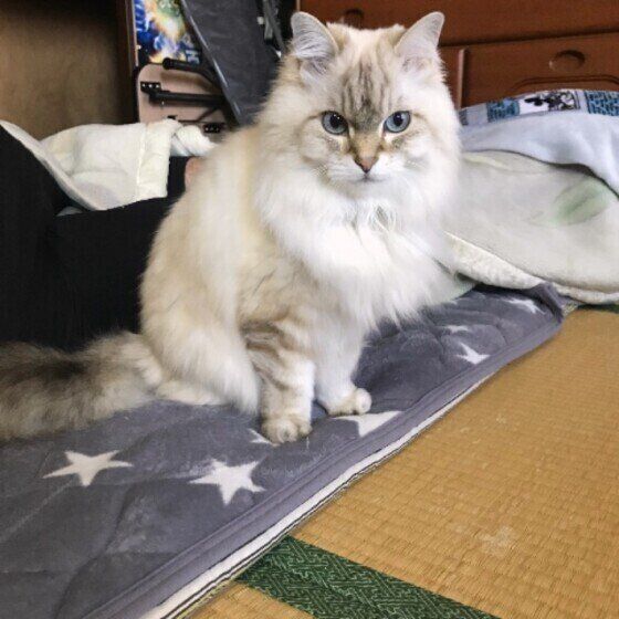 様子をうかがう茶白猫