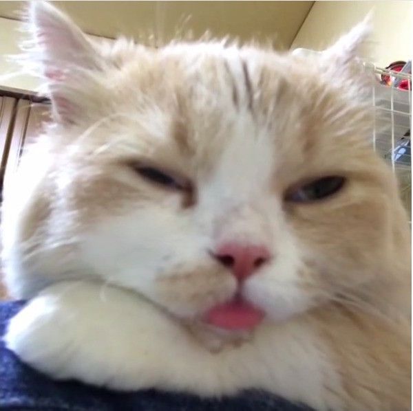 よだれを垂らすニャンコ