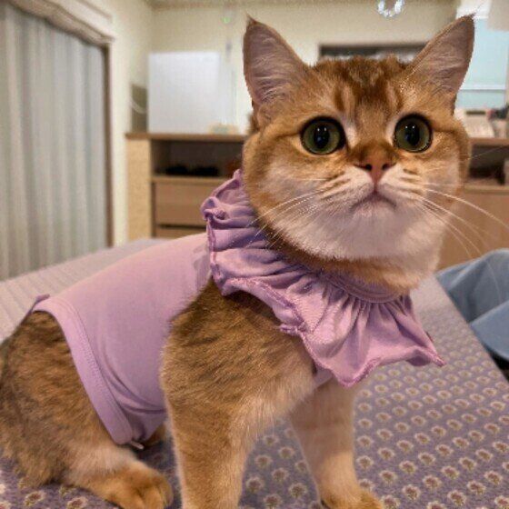 ブリティッシュショートヘアのイロナちゃん♪