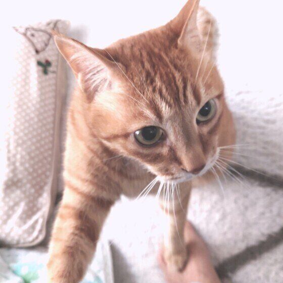 足を踏みつける茶トラ猫