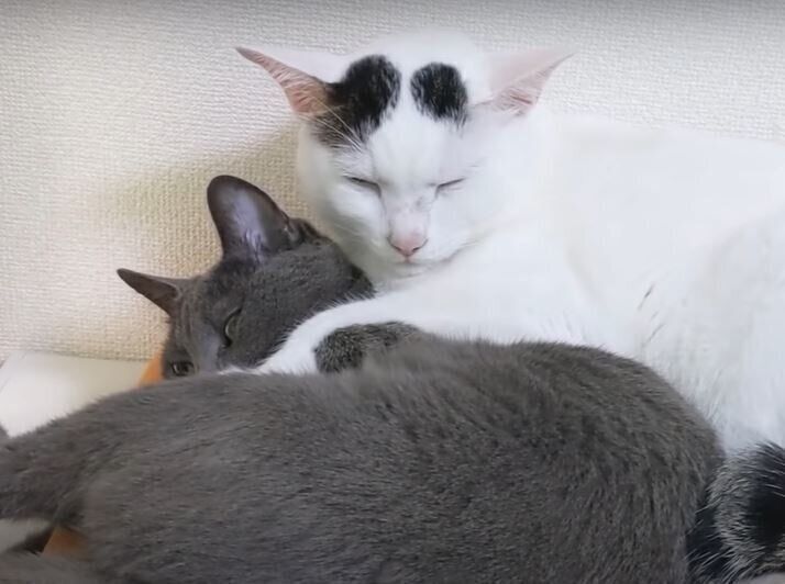 ハムちゃん　チロくん