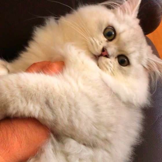 抱っこされるペルシャ