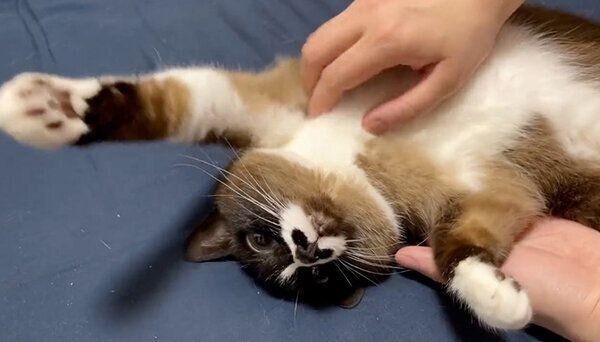 なでてもらうみたらしちゃん