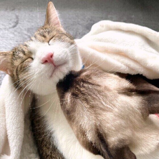 小春ちゃんの毛づくろいが気持ちい五郎くん