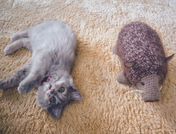 画像／ねこのきもち25年1月号