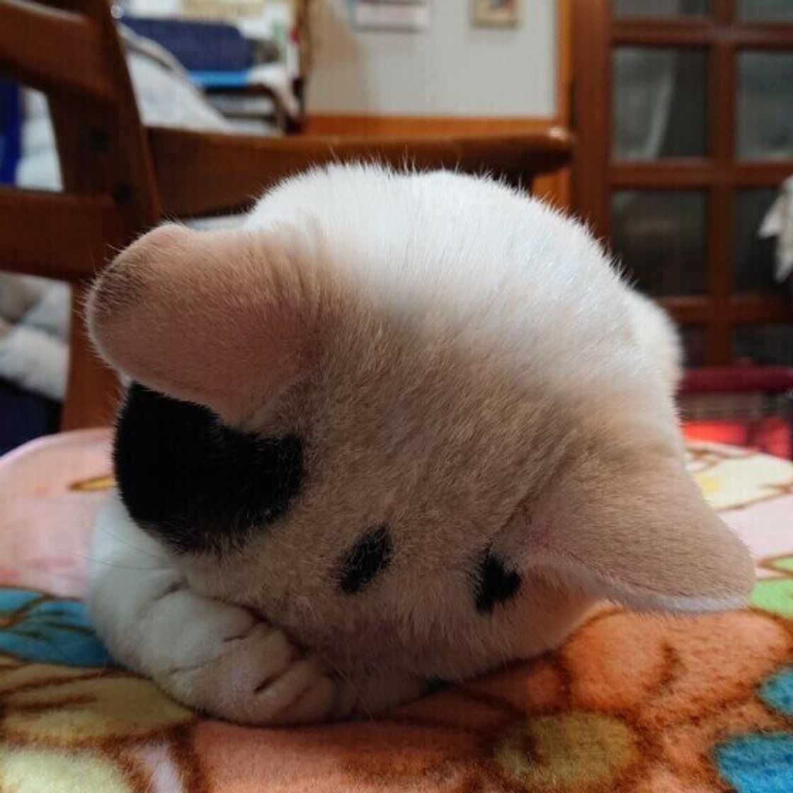 顔を地面につけて苦しくないの 猫が ごめん寝 の姿勢で眠る2つの理由 ねこのきもちweb Magazine 顔を地面につけて苦しくないの 猫が ごめん寝 の姿勢で眠る2つの理由 ねこのきもちweb Magazine