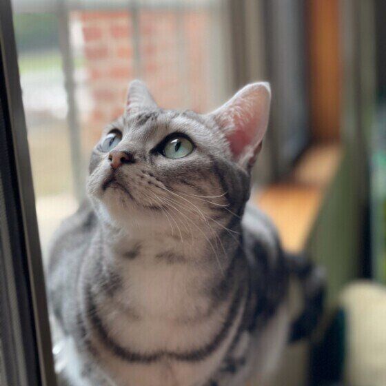 見上げるアメリカンショートヘア