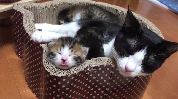 あご乗せする猫