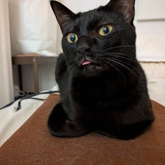 舌を出しっぱなしにする黒猫